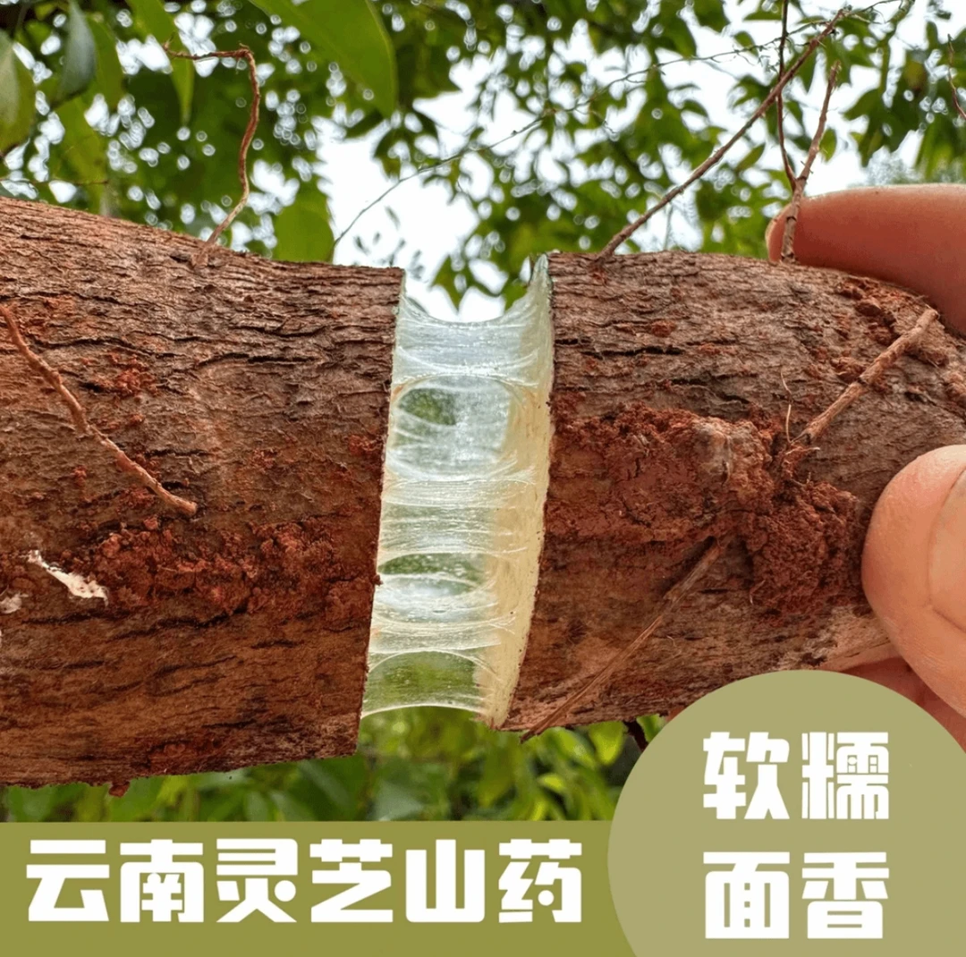 云南文山正宗—“灵芝山药”——山药