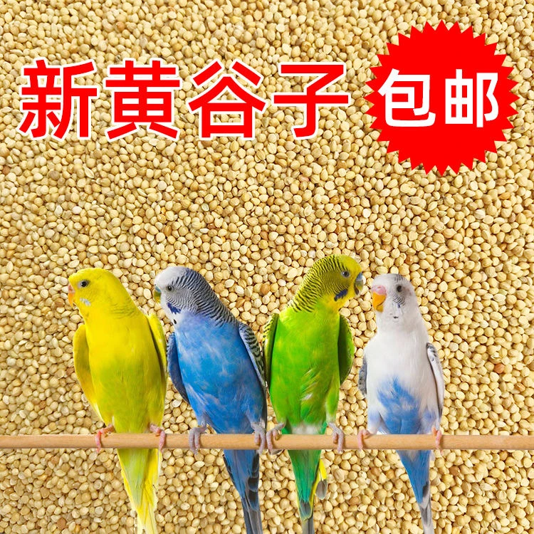 鸟粮新黄谷子中小型鹦鹉饲料食虎皮玄凤牡丹带壳小米食物粮食