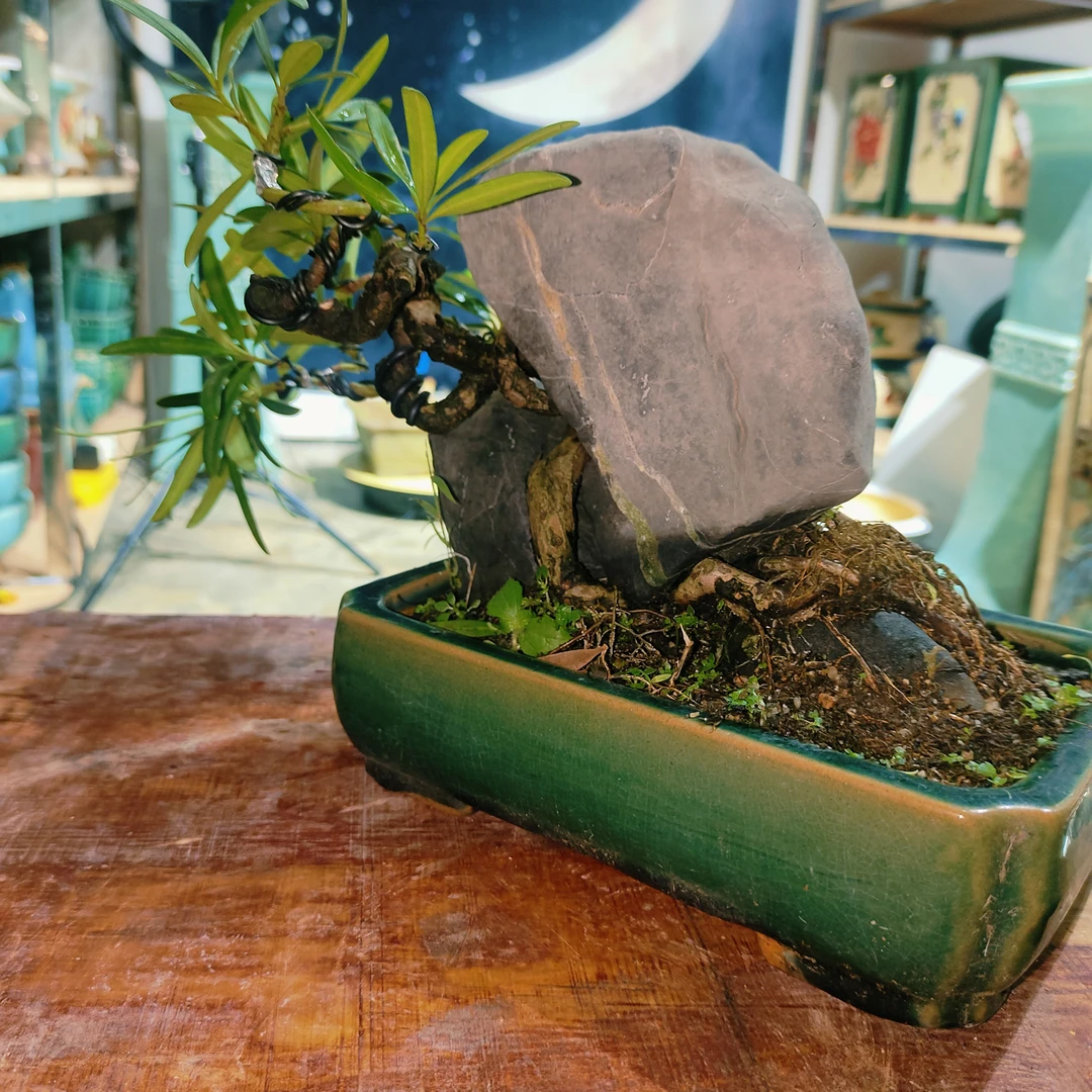 海岛罗汉松，人工培养