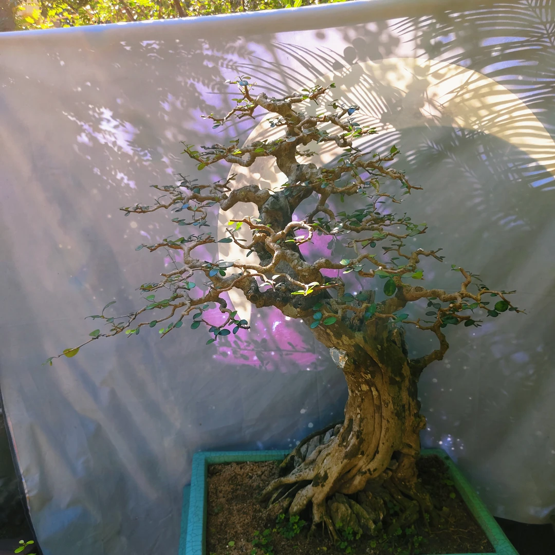 博兰树耐旱、耐涝、耐荫能力极强。