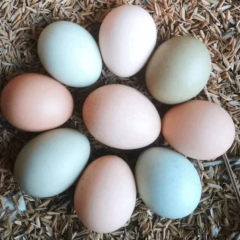 山林散养土鸡蛋30枚/50枚/10枚生鲜