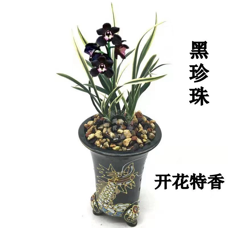 兰花 黑珍珠 金边线艺矮种