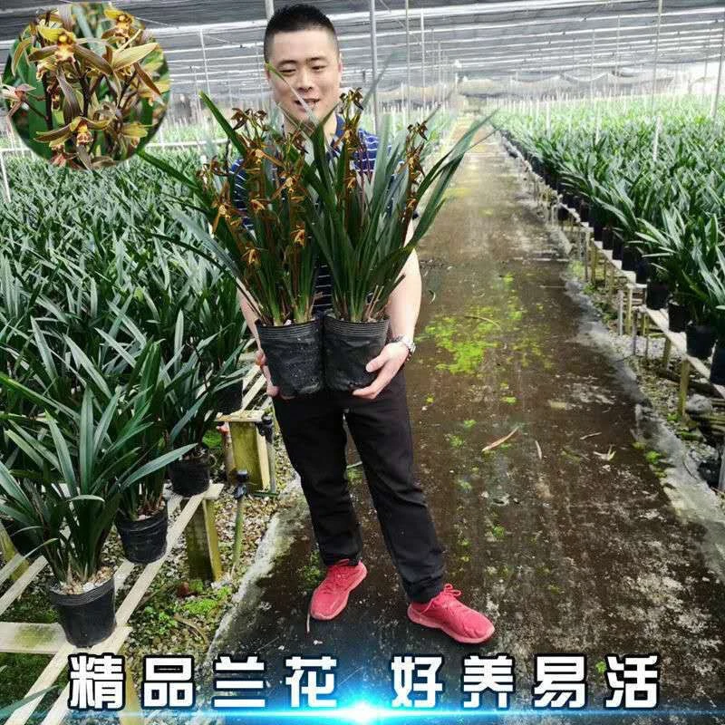 大棵10苗  兰花盆栽墨兰 企黑开花 满屋漂香 宽叶四季常青
