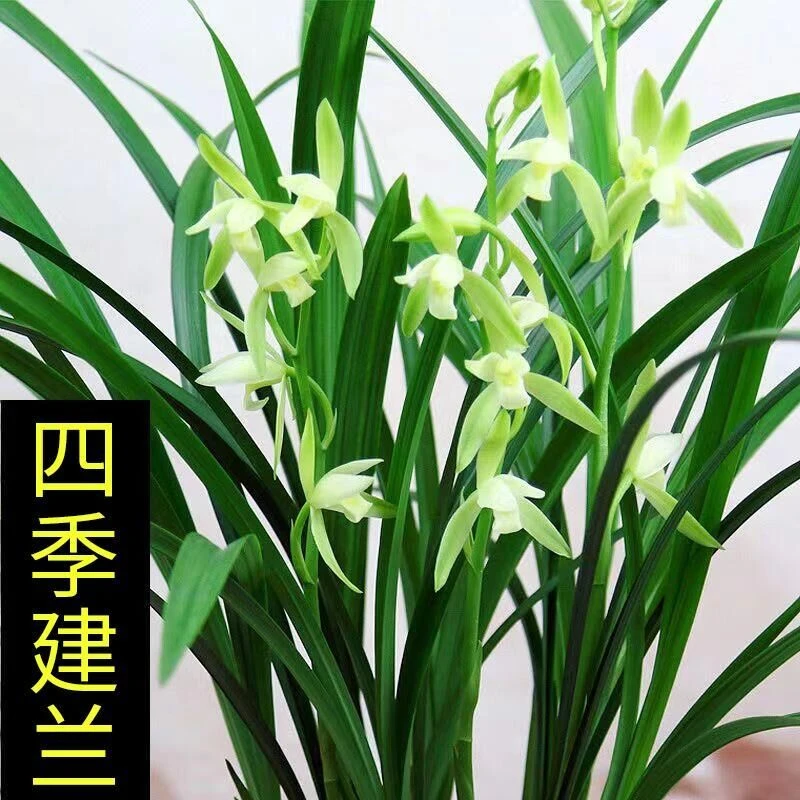 带花苞发货 高品质 包开花 大凤素  浓香 四季开花