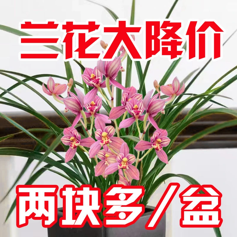 大花苞浓香型兰花苗建兰四季兰浓香兰花绿植花卉盆栽客厅卧室