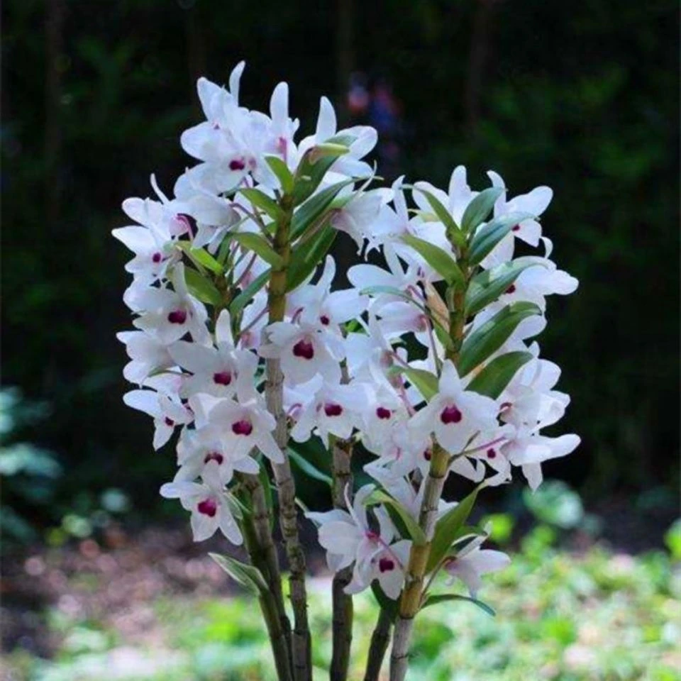香 红心石斛 秋带花苞好养兰花苗室内绿植花卉