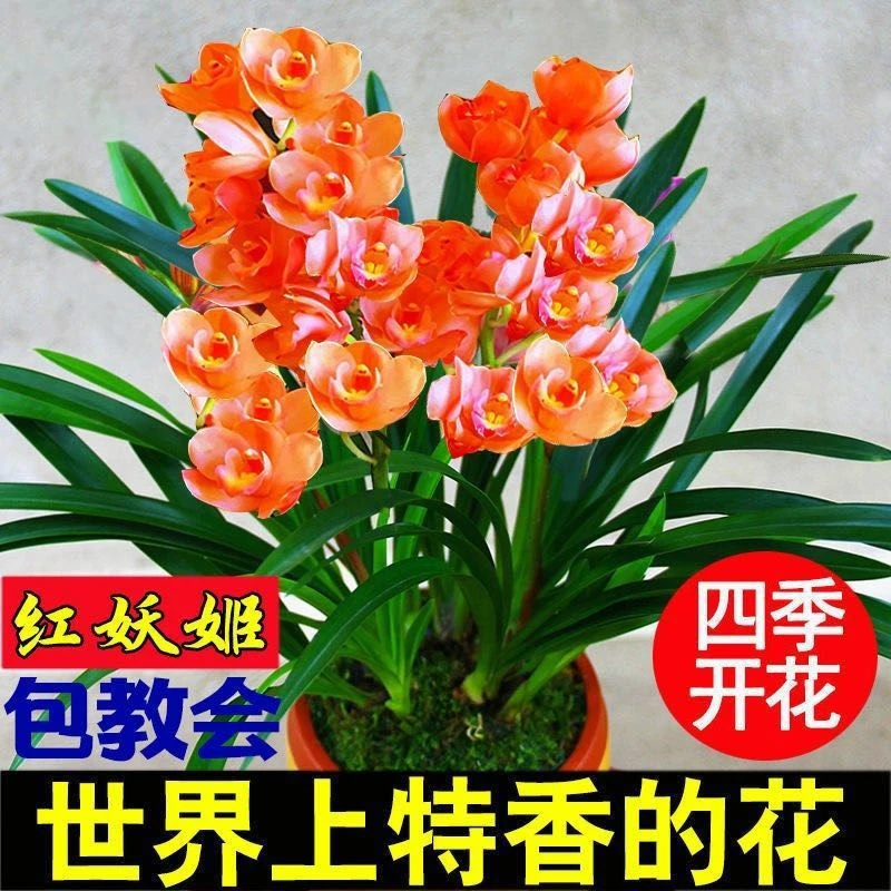大花苞建兰墨兰蕙兰盆栽室内客厅绿植花卉兰花苗浓香型兰