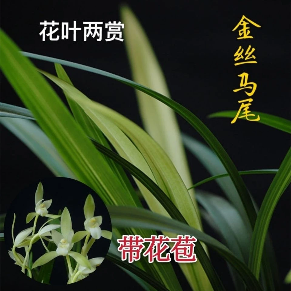 兰花苗建兰金丝马尾室内盆栽绿植花卉浓香带花苞好养客厅墨兰春兰