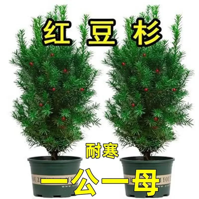 耐寒曼地亚红豆杉树苗盆栽盆景花卉绿植植物四季长青绿萝罗汉松