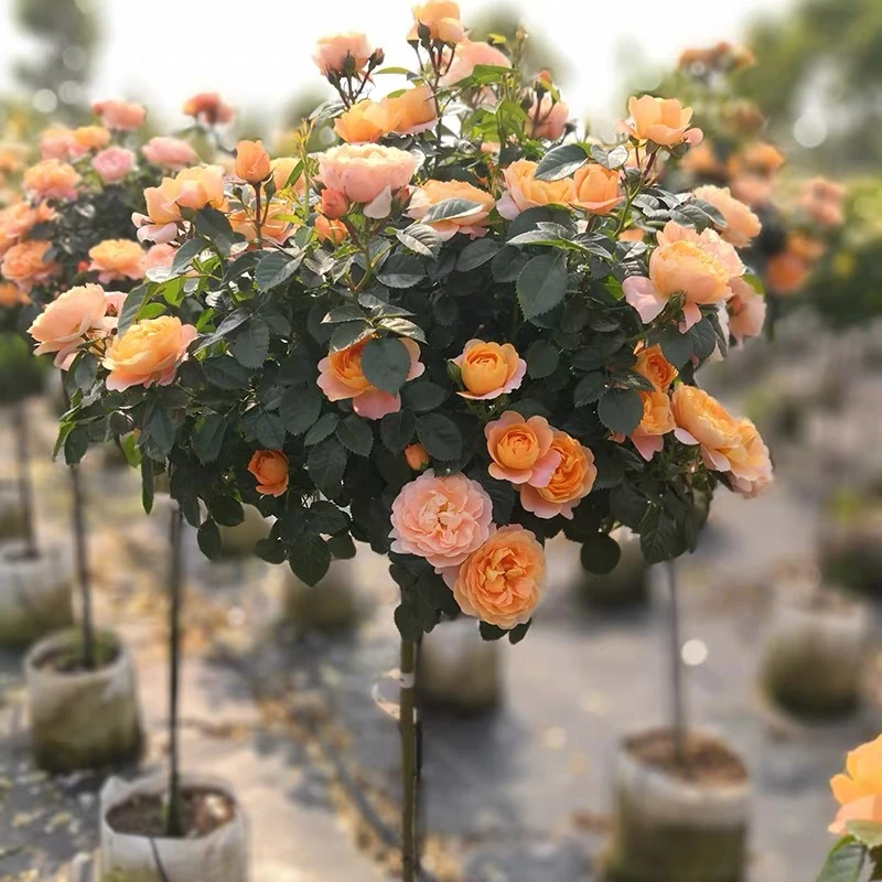 棒棒糖树桩月季开卉阳台绿植独杆直杆树状月季花四季嫁接耐寒阳台