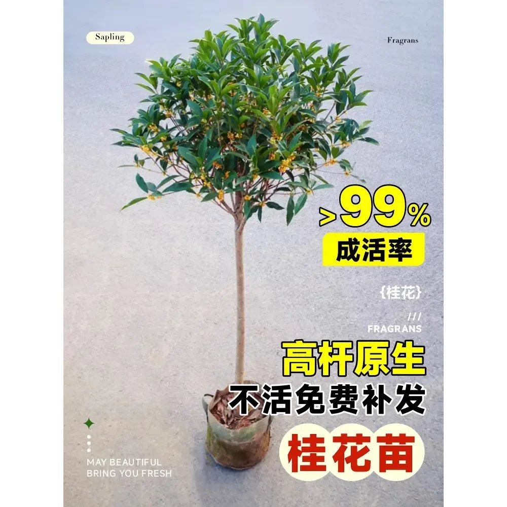 桂花树苗四季桂花卉盆栽八月桂花苗金桂大树地栽开花浓香丹桂庭院