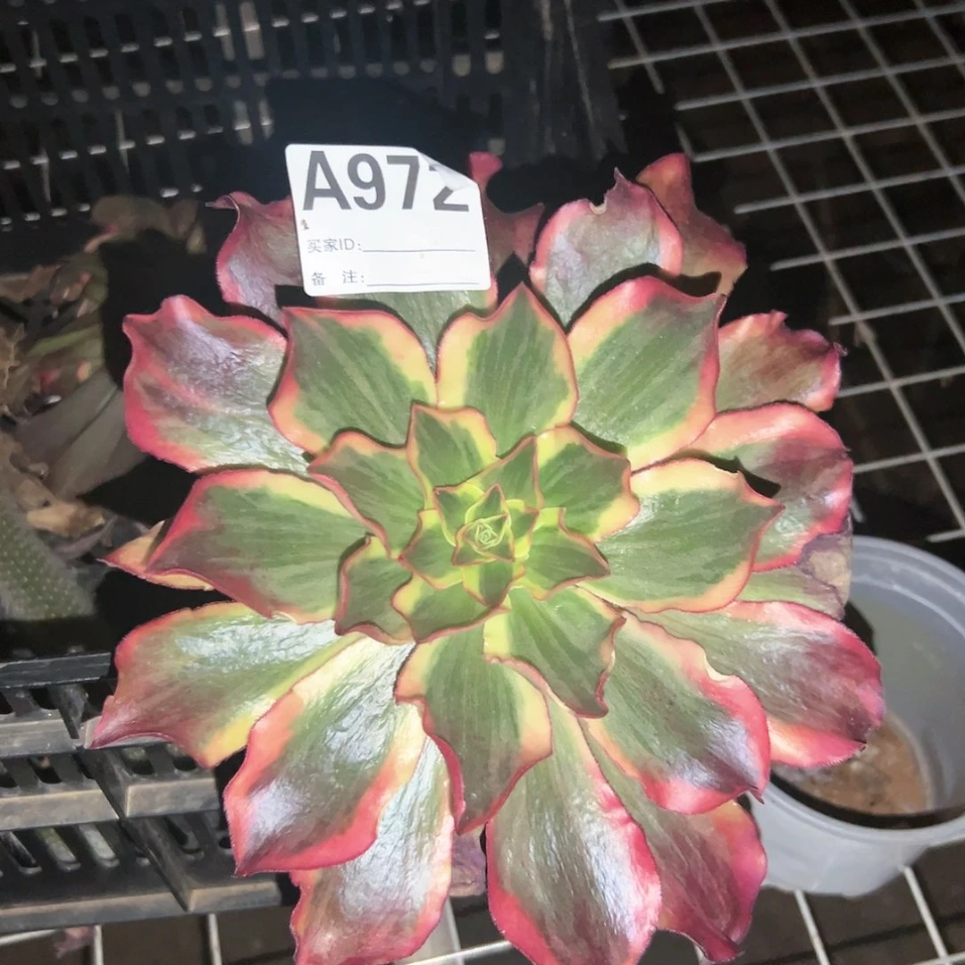 林*⁷A972多肉植物包邮包邮
