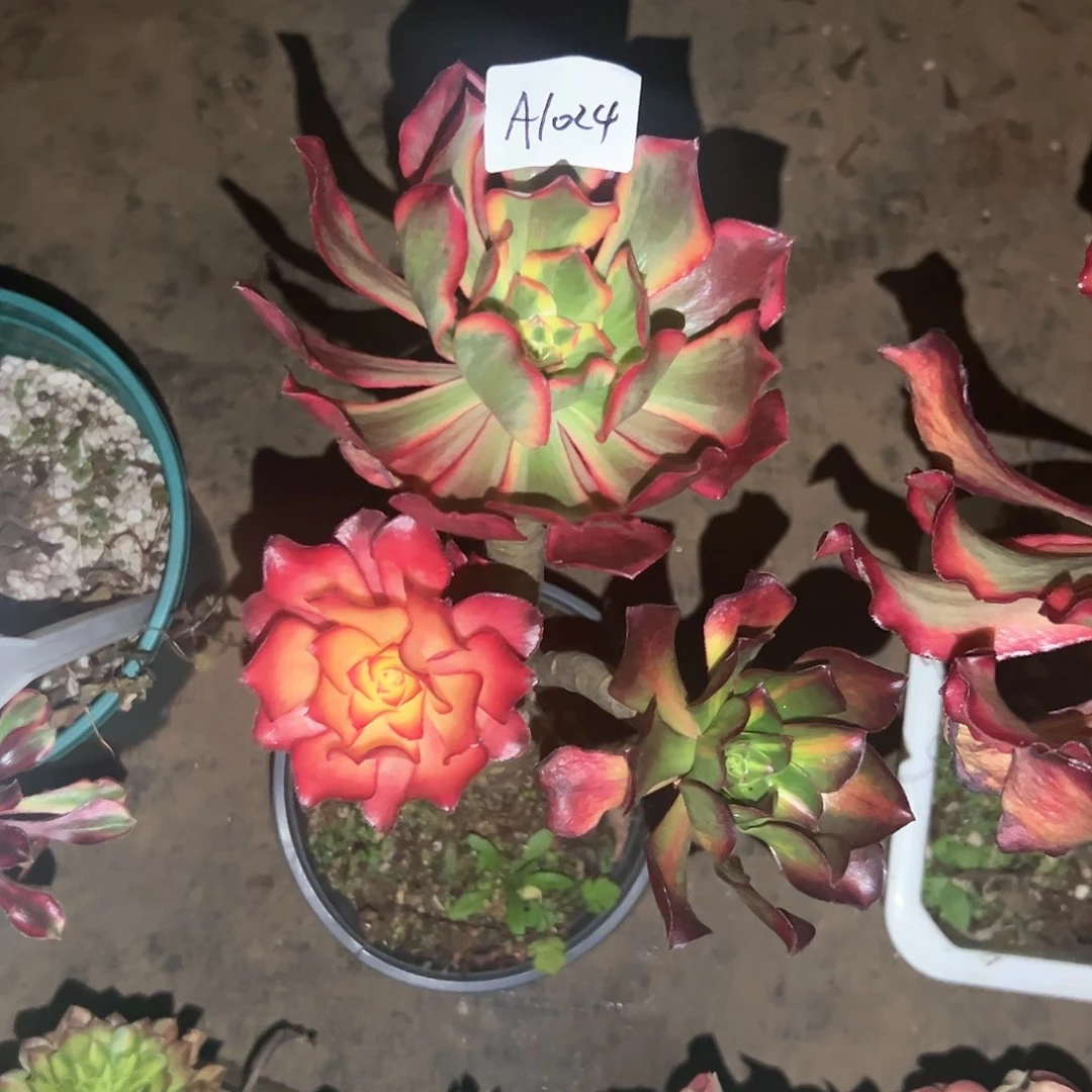 美*A1024多肉植物包邮包邮