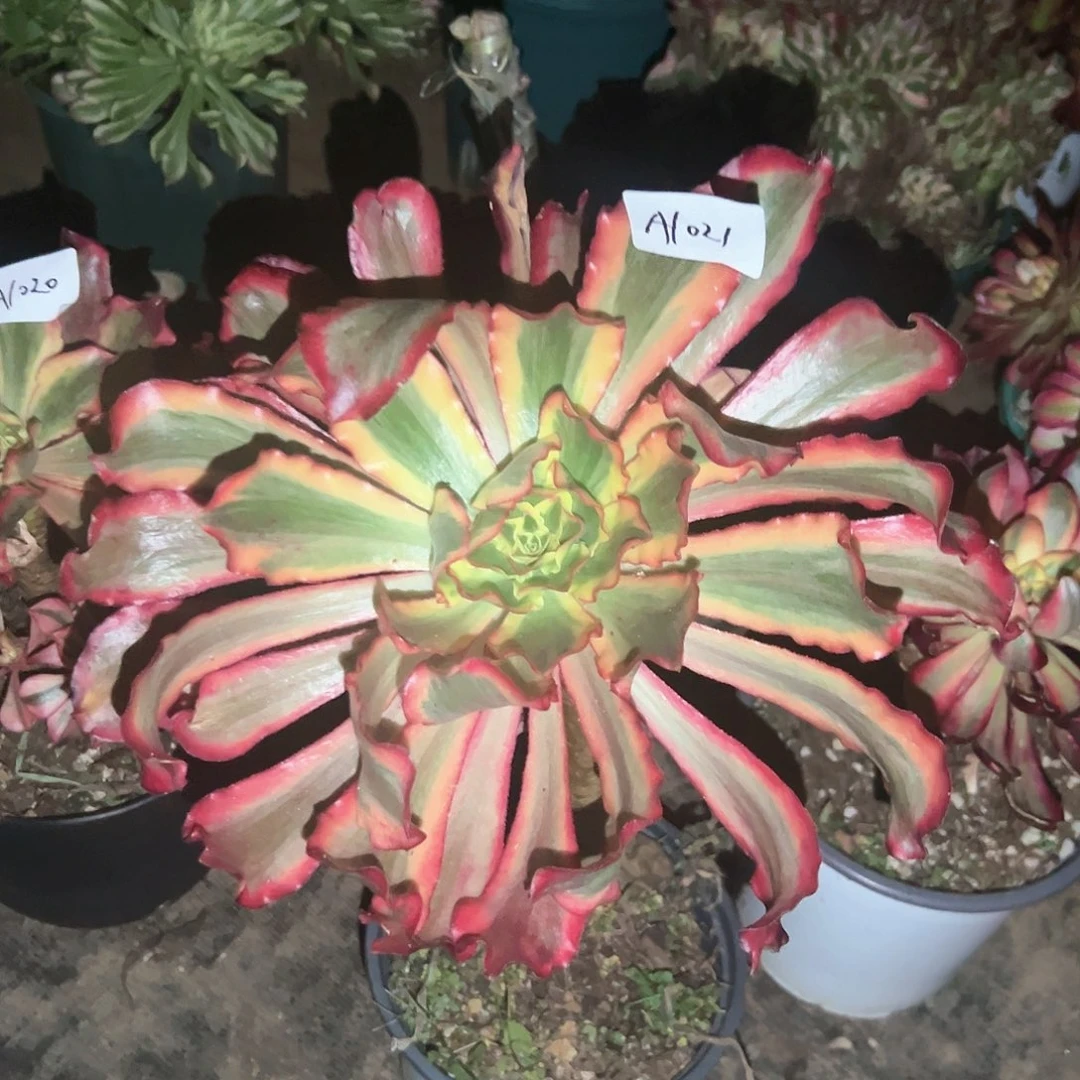 风**月A1021多肉植物包邮包邮