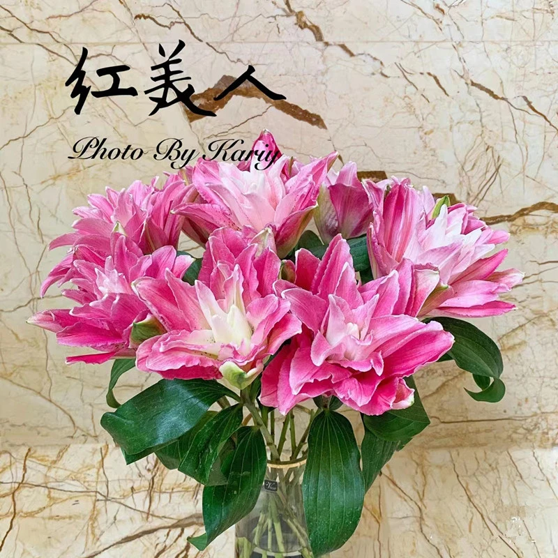 【红美人】红色重瓣香水百合 （3度以下需拍保温棉 冻坏不售后）