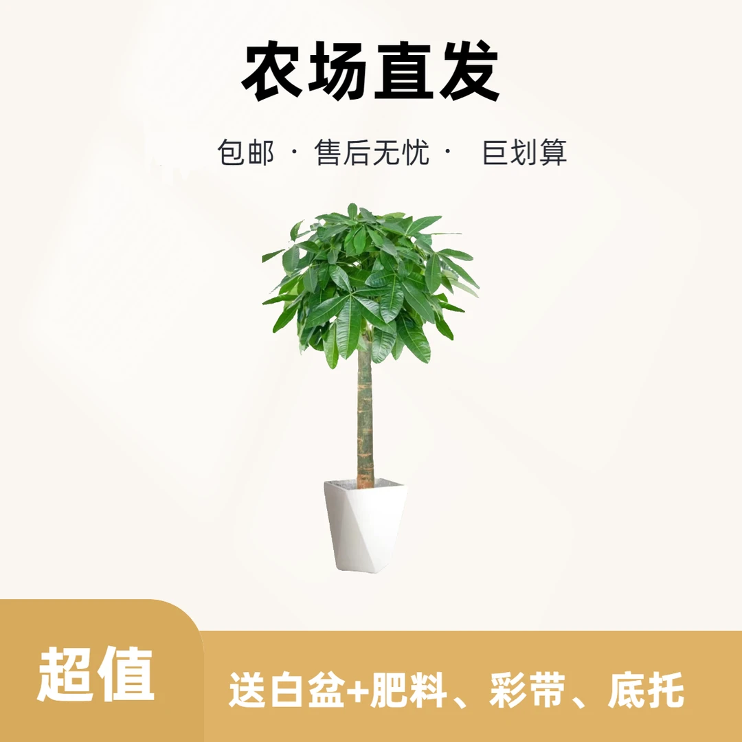 【1.3-16米 】发财树大型盆栽绿植客厅阳台办公室开业送礼除甲醛