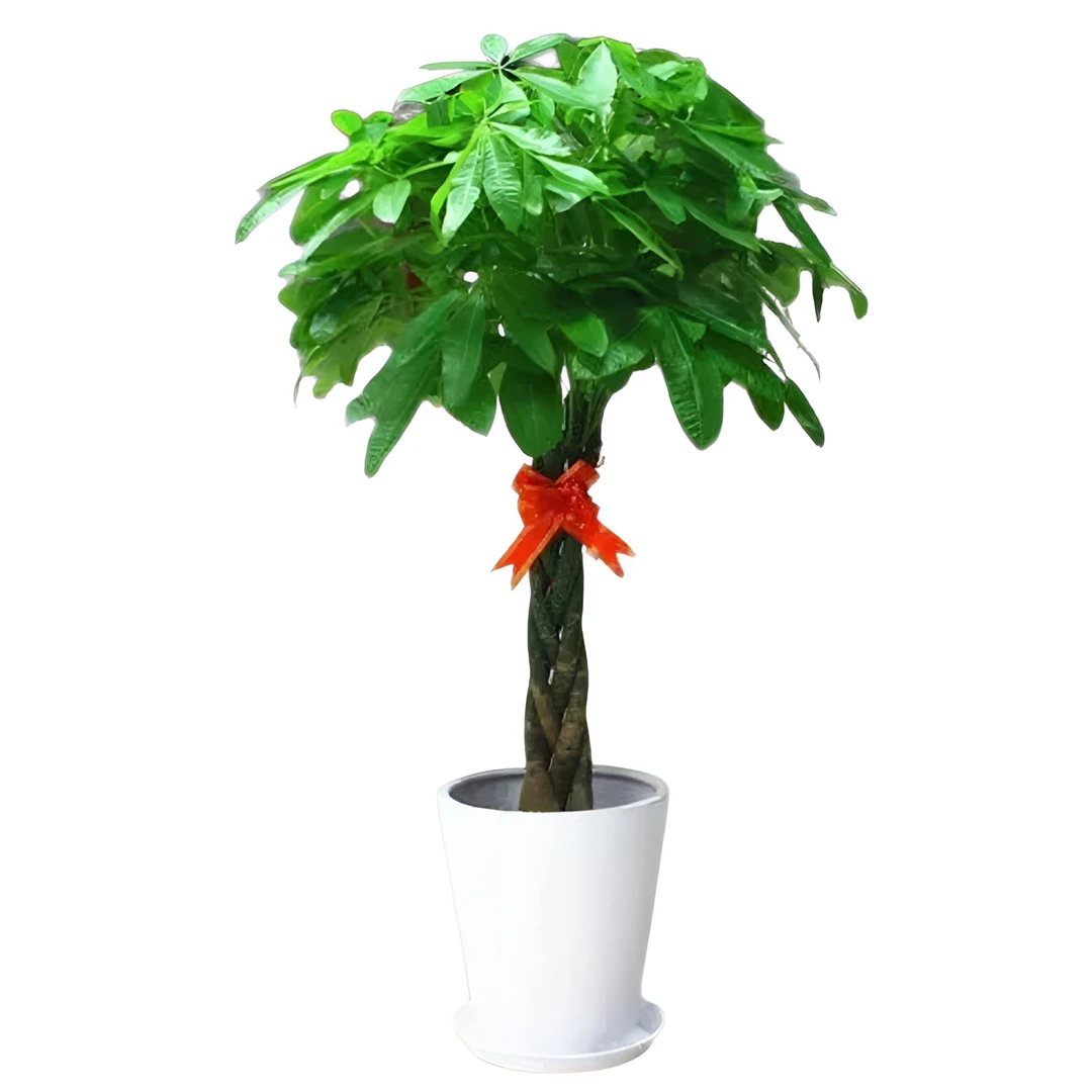 1.3-1.5米鞭子发财树绿植盆栽办公室开业送礼乔迁净化空气除甲醛