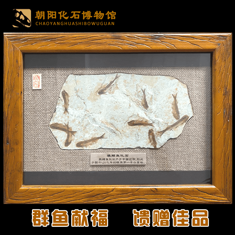 天然辽西朝阳古生物动物化石标本狼鳍鱼化石原石装裱相框送礼礼品