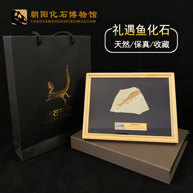 精品狼鳍鱼化石古生物化石动物化石标本实木框装裱摆台礼盒礼品