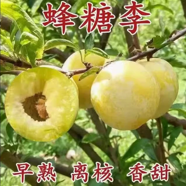 蜂糖李子树苗南北方种植