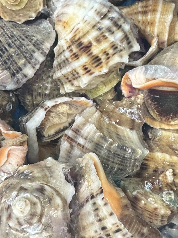 【深蓝甄选】莱州湾鲜活青皮小海螺500克（6-8个左右），鲜甜口肉质鲜嫩