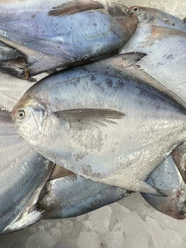 【深蓝甄选】新鲜渤海湾银鲳鱼，单条6两左右，海捕野生大银鲳，平鱼，单条价格