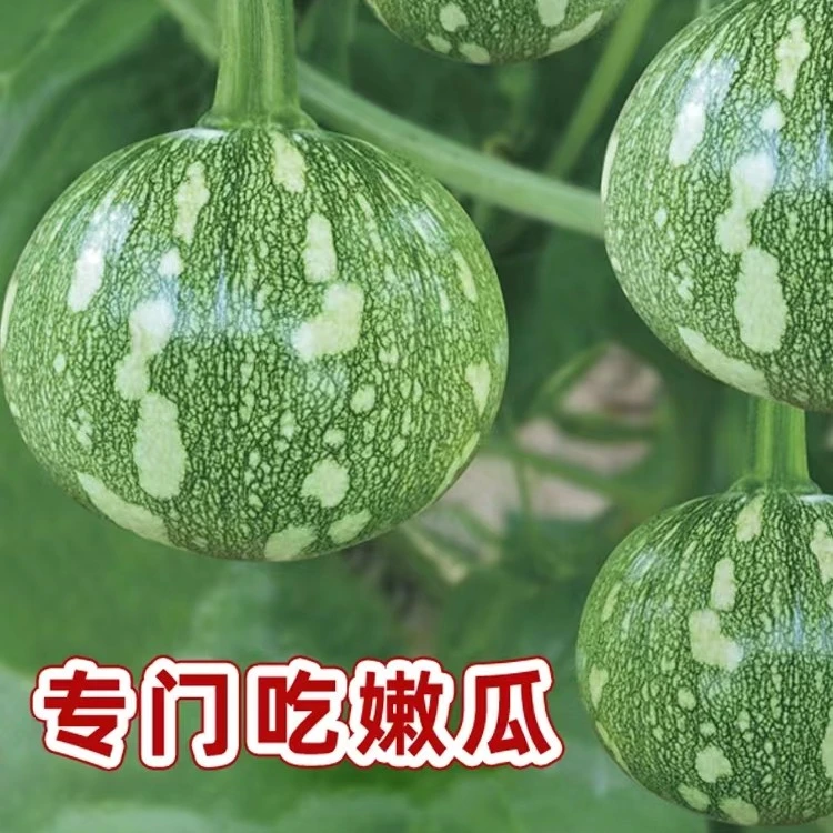【一串铃南瓜种子】早熟小南瓜种子迷你小南瓜高产易种四季蔬菜