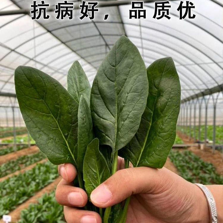 【不发芽包赔】大叶菠菜种子四季易种抗病耐热耐寒越冬蔬菜种子籽