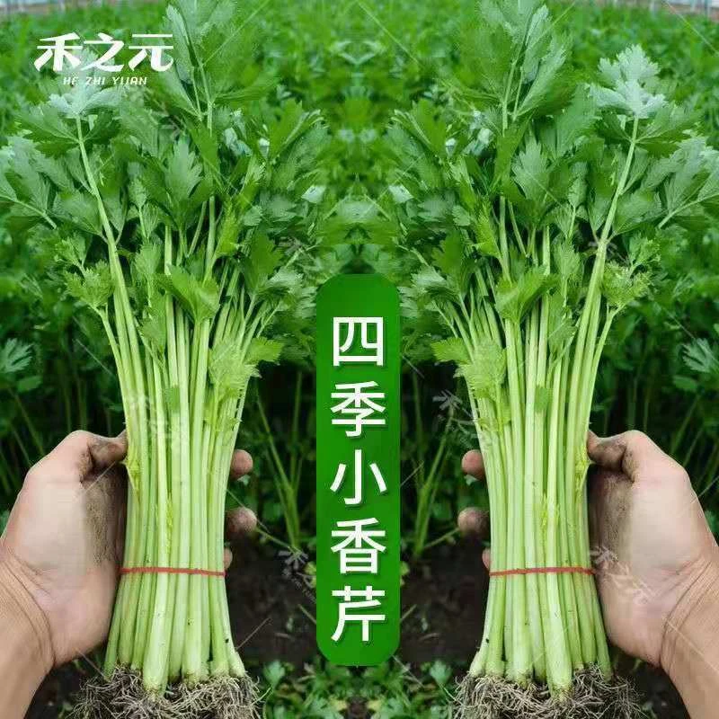 【芹菜种籽】耐热耐寒芹菜种籽大肉芹菜种子细芹菜四季小香芹种子