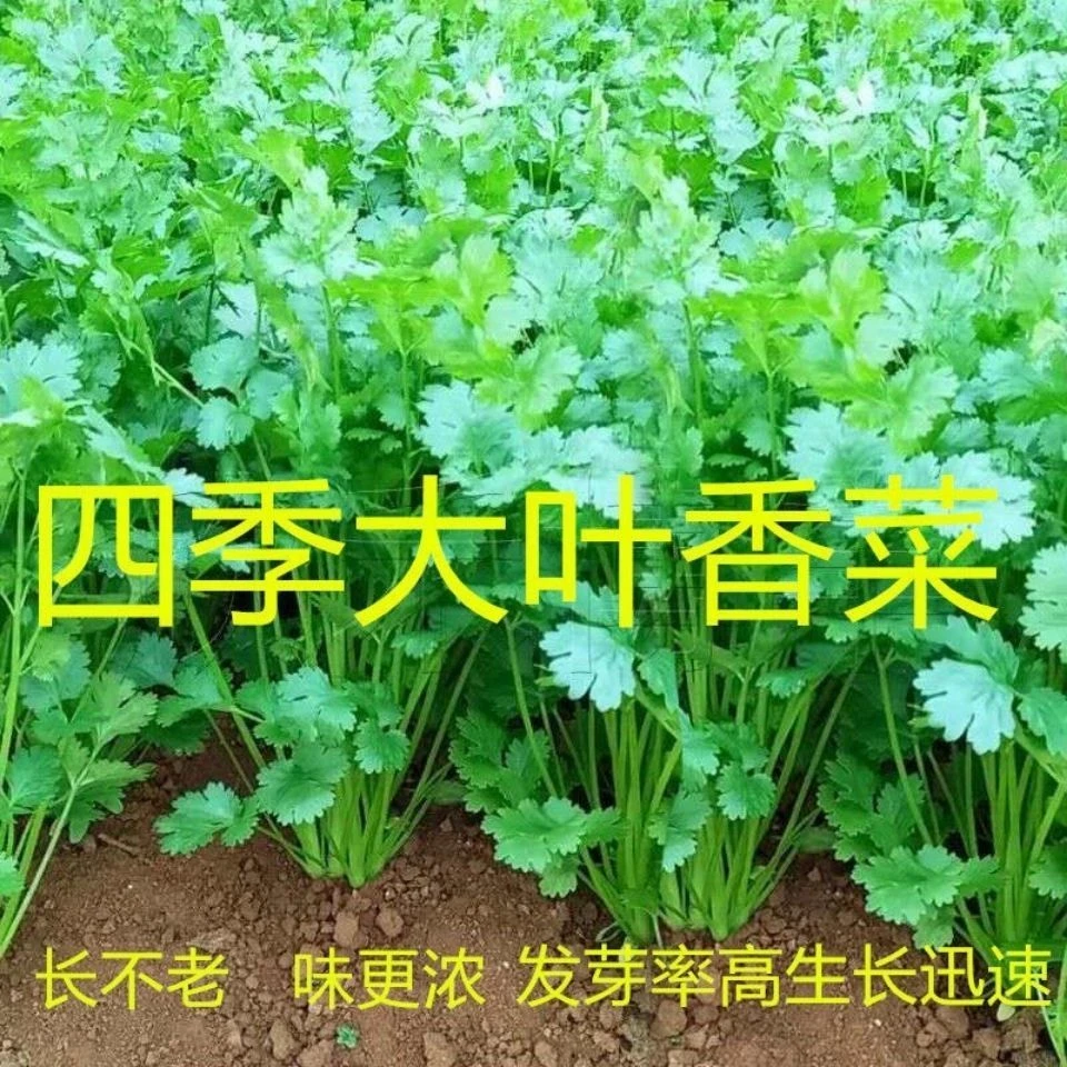 【不发芽包赔】四季香菜种子阳台种菜食用蔬菜盆栽种籽孑菜籽种籽