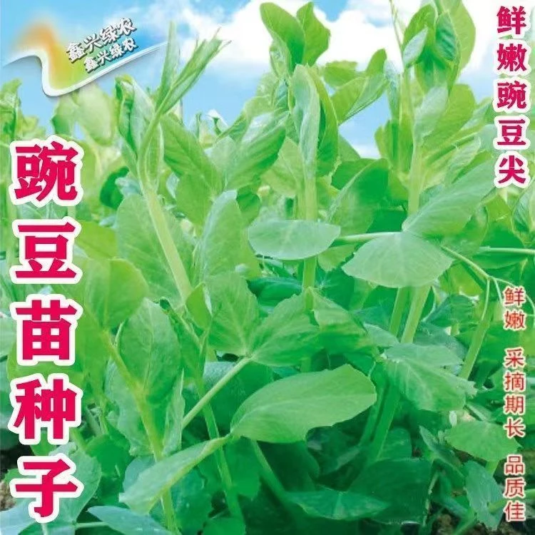 【无须豌豆苗种】四川豌豆尖种子无须豌豆苗秋冬季田园蔬菜耐寒种籽