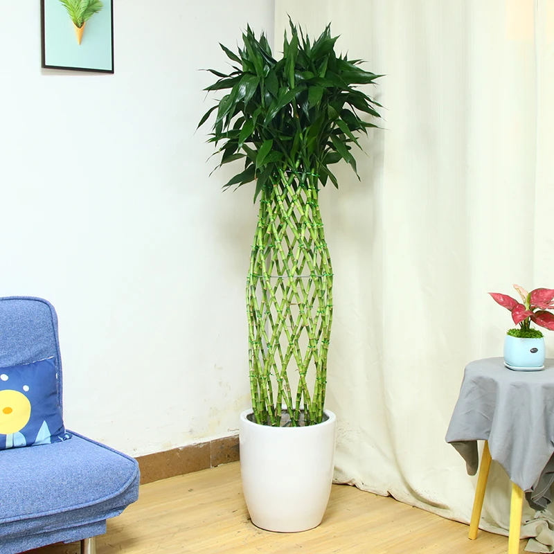 【同城配送】富贵竹笼盆栽办公室内大绿植转运竹开业乔迁送礼植物
