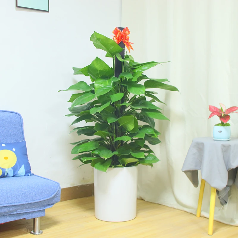 【同城配送】大叶绿萝柱盆栽绿植办公室内客厅吸甲醛植物送货上门