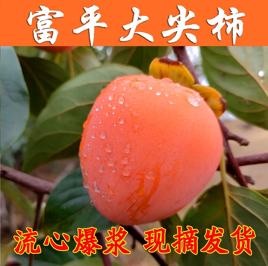 【新鲜采摘】富平流心大尖柿子，放软食用超级甜鸿富柿