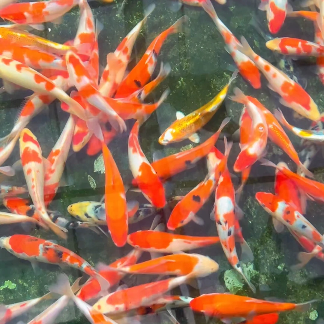 1号锦鲤鱼观赏鱼冷水鱼淡水鱼好养易活锦鲤观赏鱼