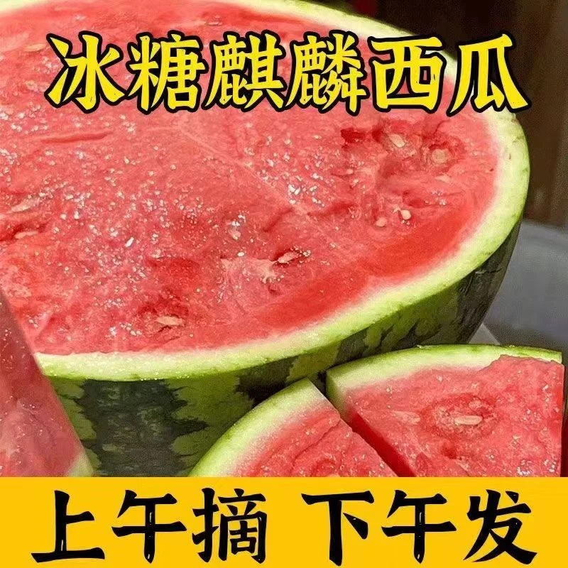 【顺丰】正宗夏邑8424无籽美都麒麟西瓜新鲜应季水果西瓜现摘现发