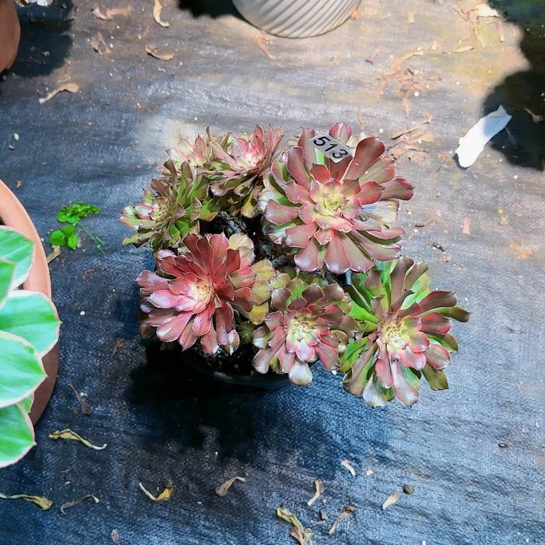 ?****?513多肉法师锦