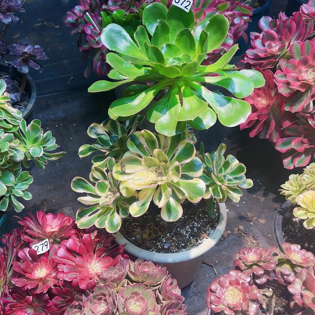 屋****空572多肉法师锦1111