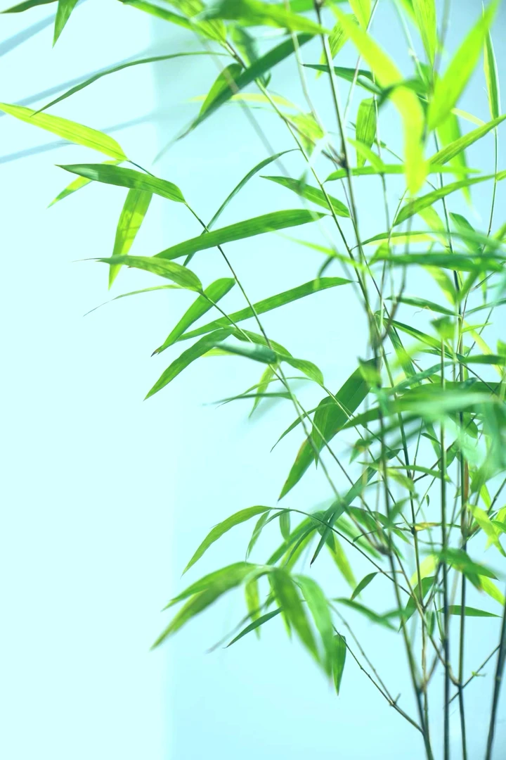 正宗内门竹 高品质精品盆景竹 竹林造景 稀有竹子