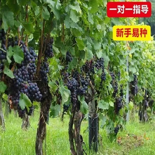 葡萄树苖阳光玫瑰葡萄巨峰树苖大苗南北方盆地栽爬藤种植当年结果