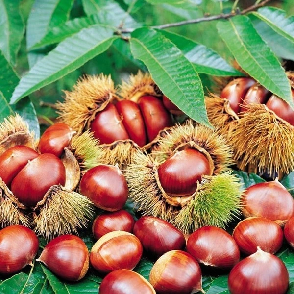 板栗苗树嫁接地栽南方北方种植大红袍当年结果特大板栗树果树果苗