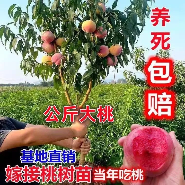 桃树苗新品种嫁接早熟蜜桃特大耐寒盆栽地栽南方北方种植当年结果
