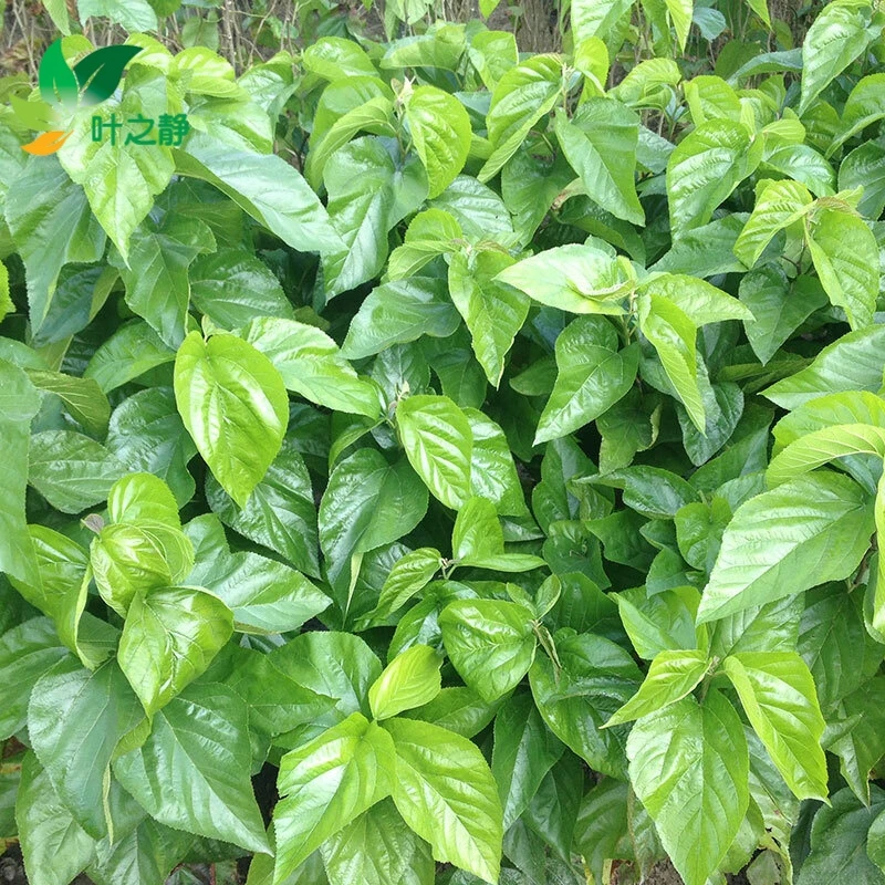 桑树苗新鲜桑叶养蚕宝宝蚕桑树苗现挖小桑苗饲料桑春季栽培