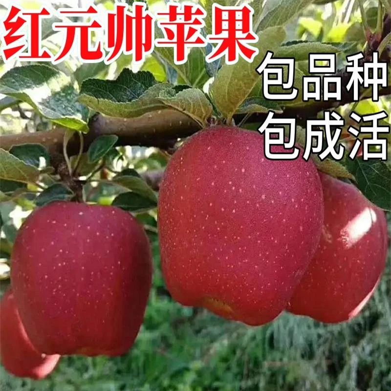 红元帅苹果树果苗南北方庭院地栽特大果树苗盆栽嫁接矮化当年结果