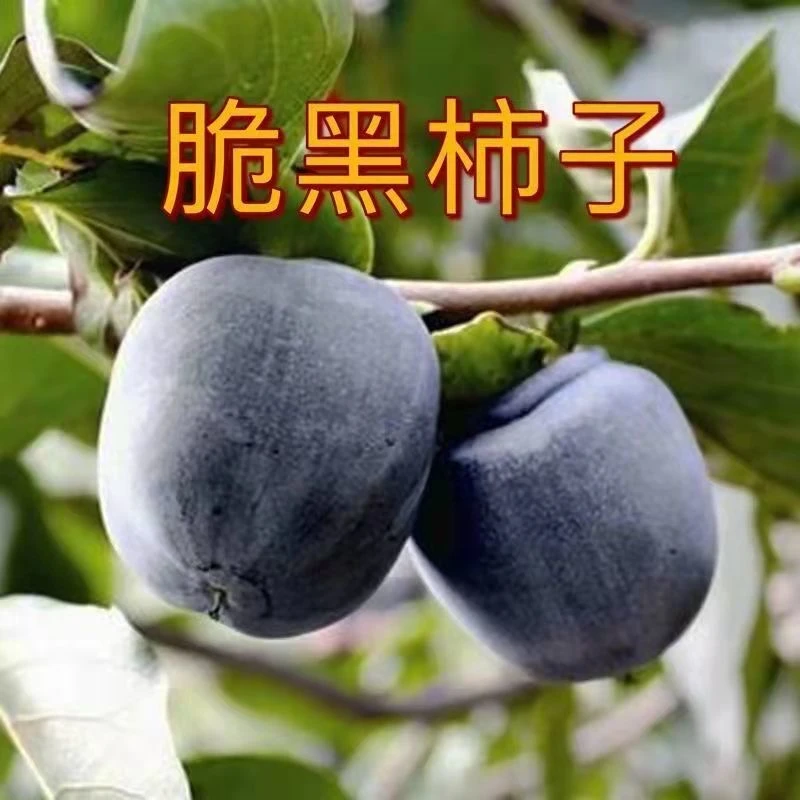 黑柿子树苗嫁接苗大果脆甜果树苗盆栽地栽南方北方庭院四季种植苗