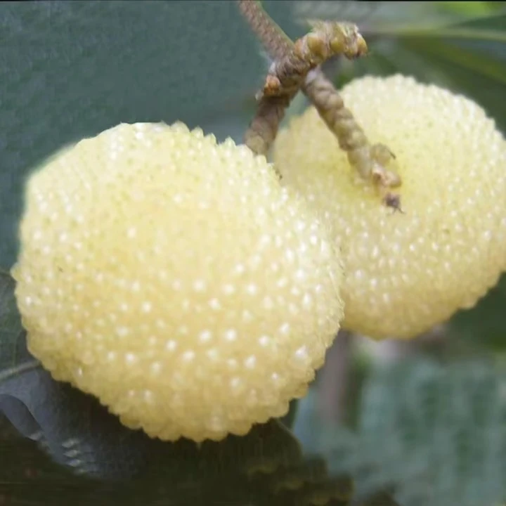 正宗水晶杨梅树树苗南北方庭院地栽种植特大盆栽嫁接白杨梅苗