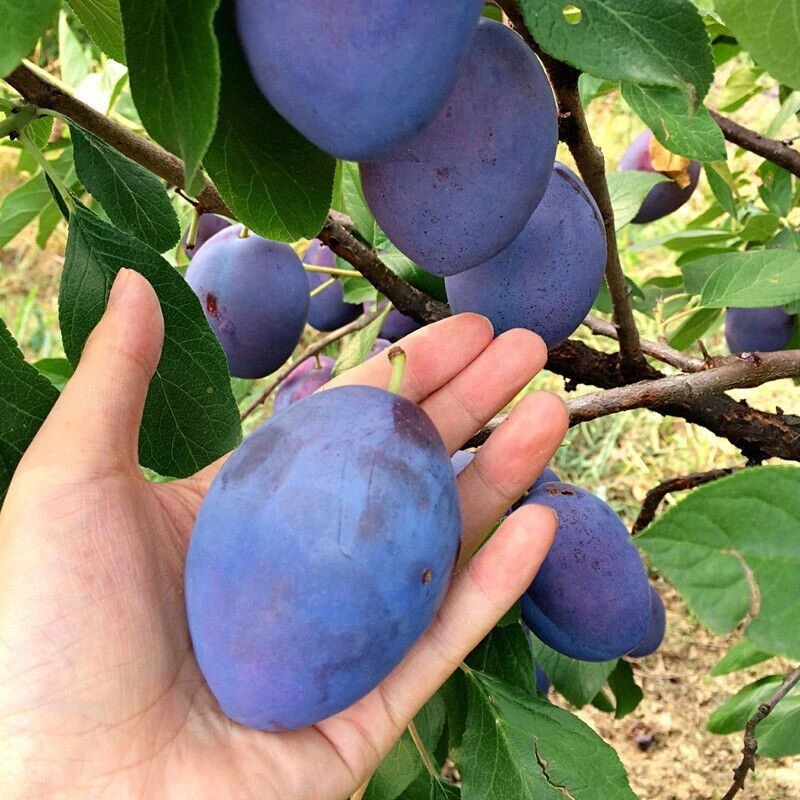 焱佳西梅树苗嫁接蓝蜜果树苗法兰西梅李子苗盆栽地栽南方北方栽植