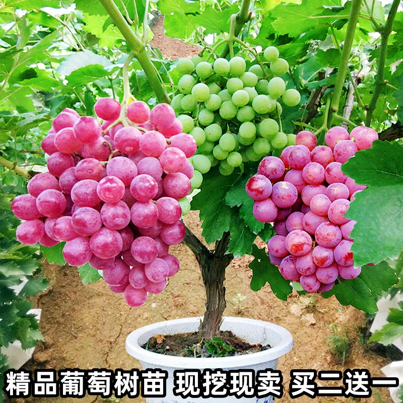 葡萄树苗阳光玫瑰蓝宝石盆栽庭院爬藤南北方种植巨峰无籽葡萄苗树