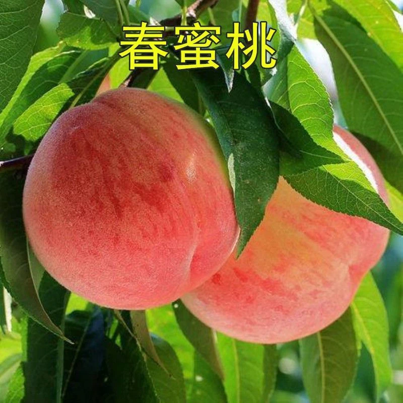 春蜜桃树苗早熟桃春美 嫁接桃树苗南方北方种植当年结果苗果树苗