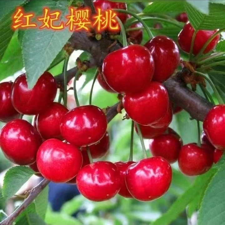 正宗红妃樱桃苗南北方地栽车厘子树苗盆栽特大嫁接樱桃果树苗